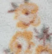 Image of わんわん