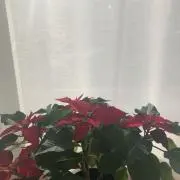 aの画像