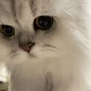 にこの画像