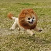 じゃがいも