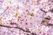 桜子の画像