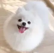 コスまる￼(値段交渉可) ￼