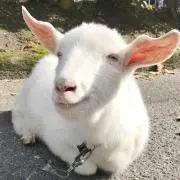 やまのうちの画像