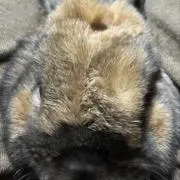 Tokoの画像