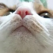 ねんねこの画像