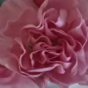 *Bellri's room*の画像