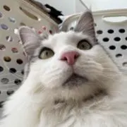 なななの画像