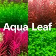 【Aqua Leaf】アクアリーフの画像