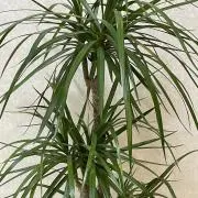TM即購入◎(プロフご確認ください)の画像