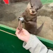 カワウソの画像