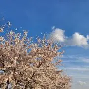 かいちゃんの画像