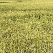 すぽんじの画像