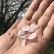 ハリネズミ【即購入歓迎】の画像