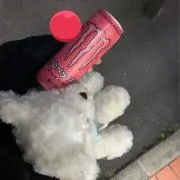 あれの画像