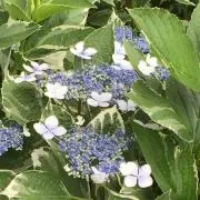 たまおの画像