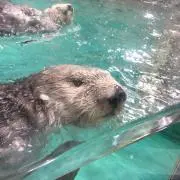 リニイワ