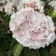 まこ