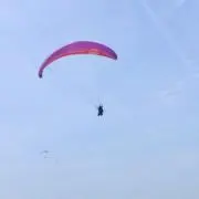 おもちの画像