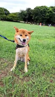 MARONの画像
