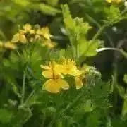 aレインボーの画像