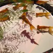 たんたんの画像