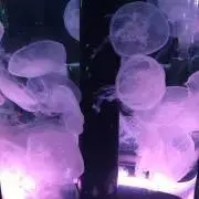 TNHR_S