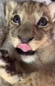 Kaitomboyの画像