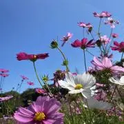 KAGURAの画像
