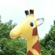 きりん(発送お休み8/6〜8/10)の画像
