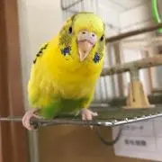 Yuunaの画像