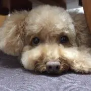 まろんの画像
