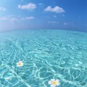 ちぇりーの画像