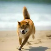 犬´の画像