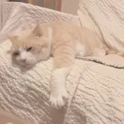 yukiの画像