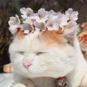 みゃーた