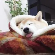 とんすけの画像