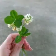nao