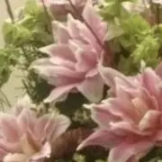 ゆりの画像