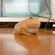 ガマのオヤビンの画像