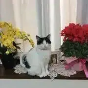 ネコの杏奈ちゃん(=^x^=)の画像