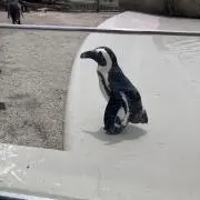 みるくぼーやの画像