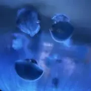 ゆの⎛˶'ᵕ'˶ ⎞