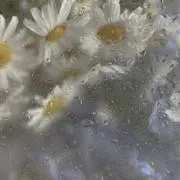 mio＊の画像