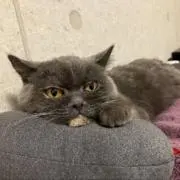 モモンガ