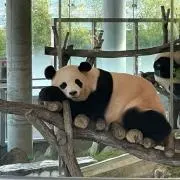 パンダっち