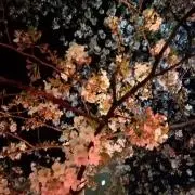 ミッシェルの画像