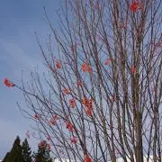 カルメの画像