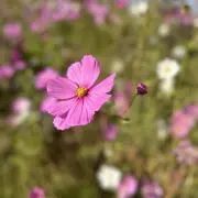 ゆきベル