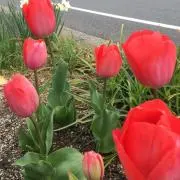 ほしこ
