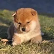 コース